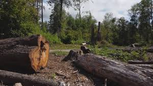 Best Tree Health Inspection  in Greenfield, TN