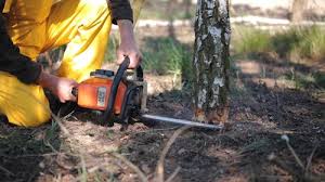 Best Arborist Consultation Services  in Greenfield, TN