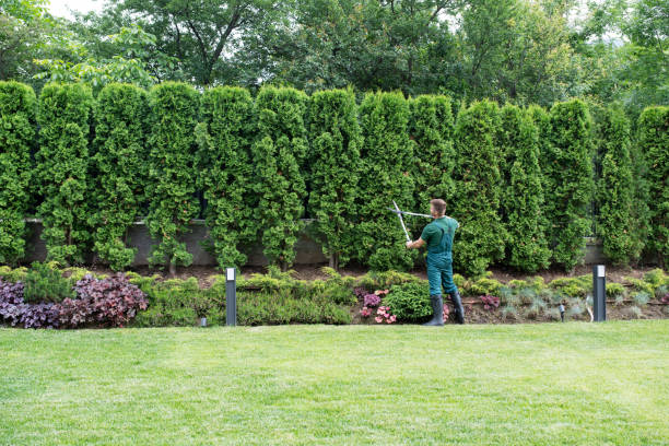 Best Lawn Irrigation Installation and Maintenance  in Greenfield, TN