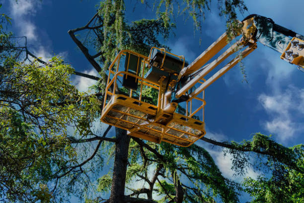 Best Leaf Removal  in Greenfield, TN