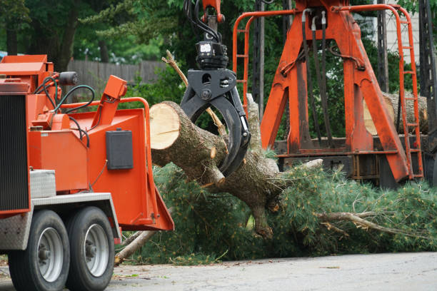 Best Leaf Removal  in Greenfield, TN