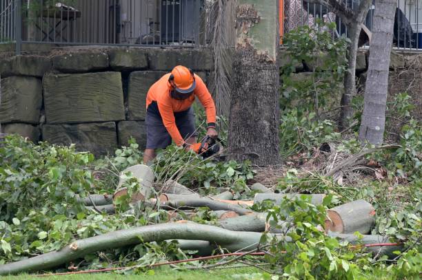 Greenfield, TN Tree Removal Company