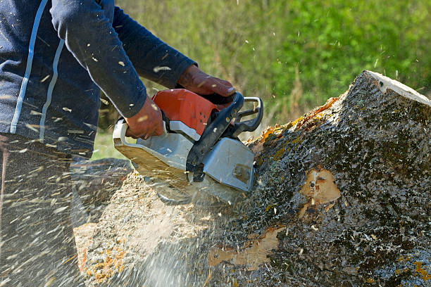Best Landscape Design and Installation  in Greenfield, TN