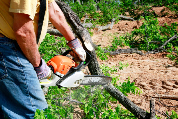 Best Lawn Pest Prevention  in Greenfield, TN